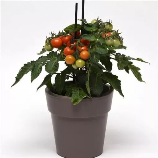 kitchen-minis-red-velvet-tomato-seeds Kitchen Minis Red Velvet Tomato Seeds