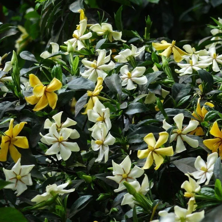 kleim-s-hardy-gardenia 'Kleim's Hardy' Gardenia