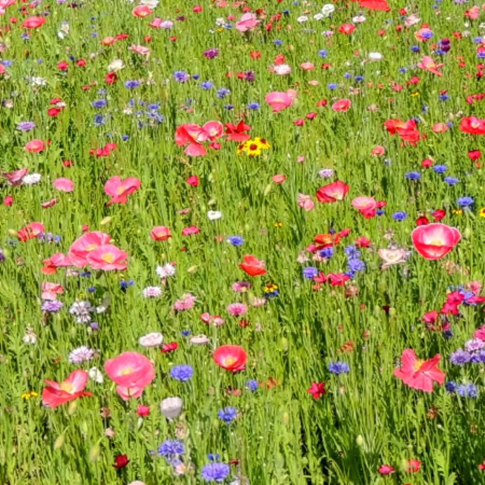 knee-hi-wildflower-mix Knee-Hi Wildflower Mix