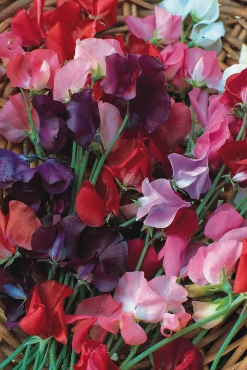 Knee High Sweet Pea