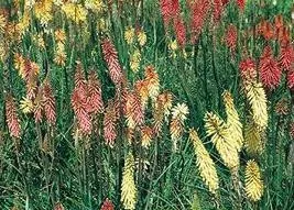 kniphofia-border-ballet-10-ct-quarts Kniphofia 'Border Ballet' (10)ct Quarts
