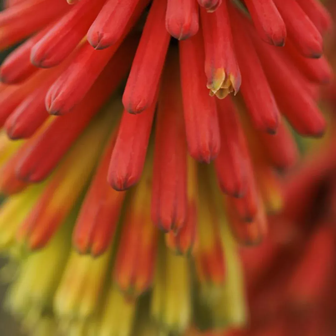 kniphofia-fire-dance Kniphofia 'Fire Dance'