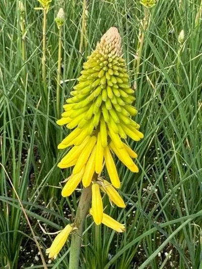 Kniphofia Glowstick Red Hot Poker