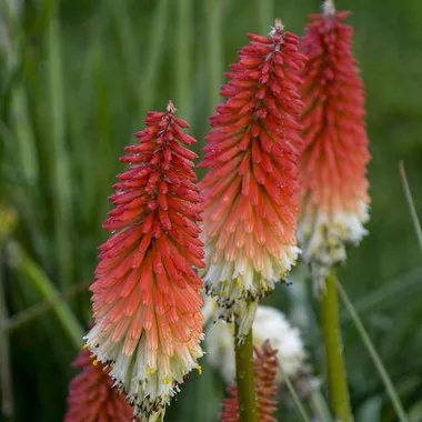 Kniphofia 'High Roller' PP32295 (25) BR Plants