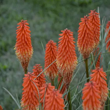 kniphofia-joker-s-wild-ppaf-25-br-plants Kniphofia 'Joker's Wild' PPAF (25) BR Plants