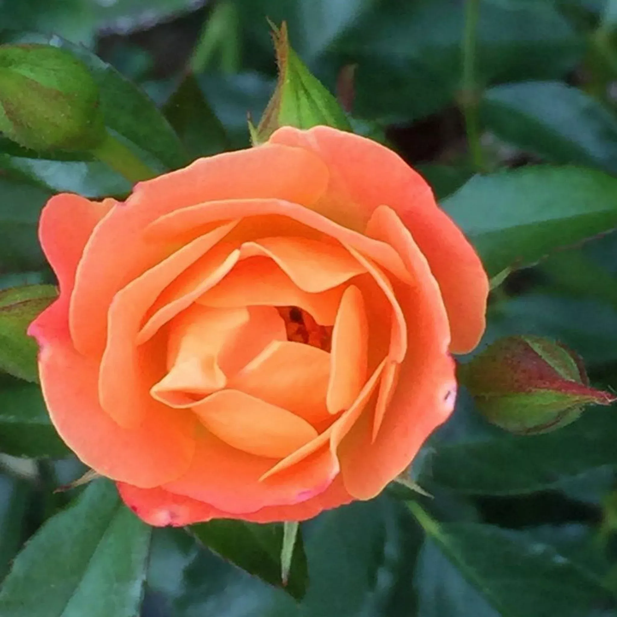 knock-out-rose Knock Out Rose