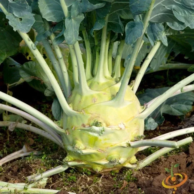 Kohlrabi - Delicatesse, Blue seeds