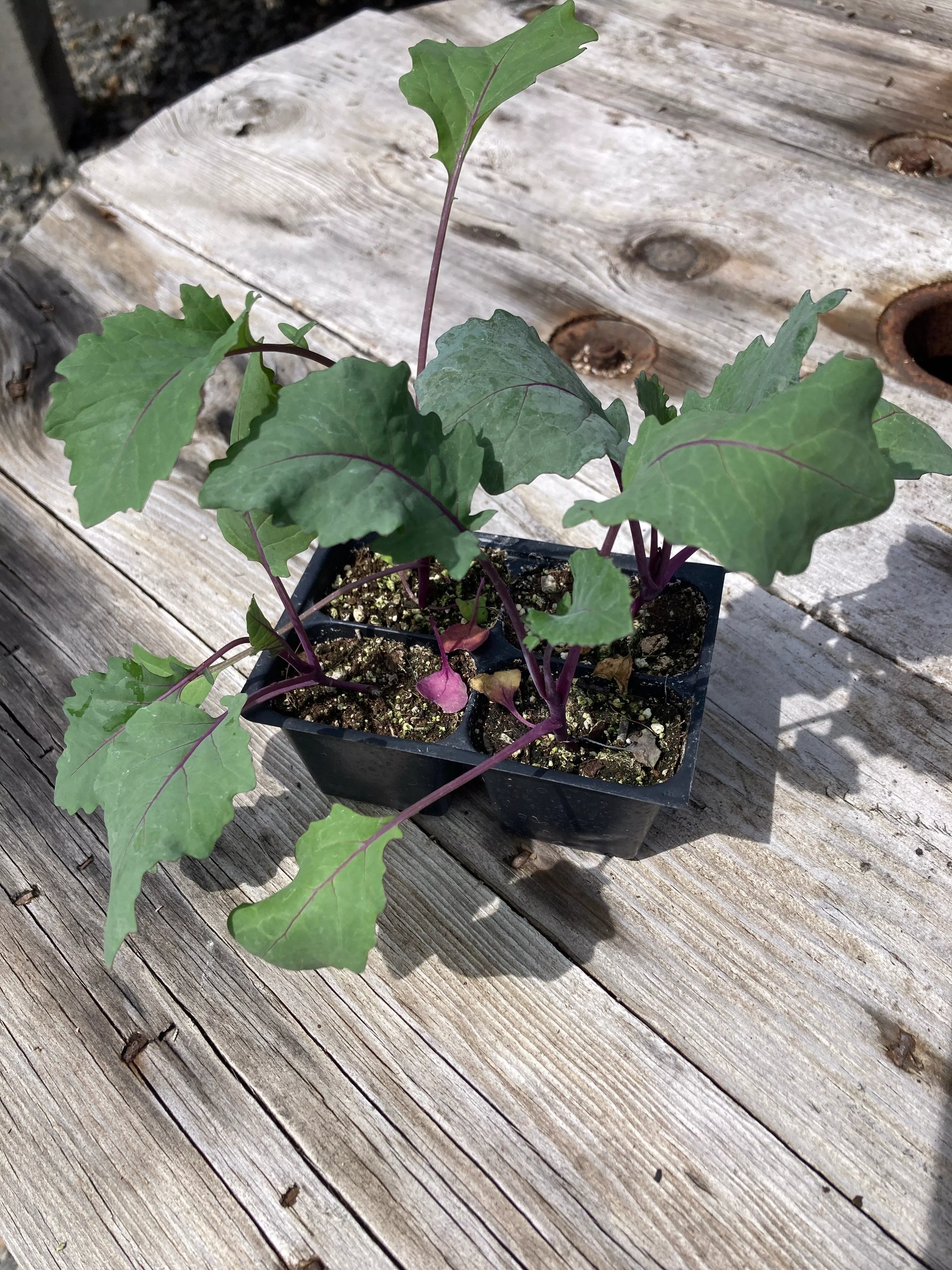 Kohlrabi, Purple Vienna