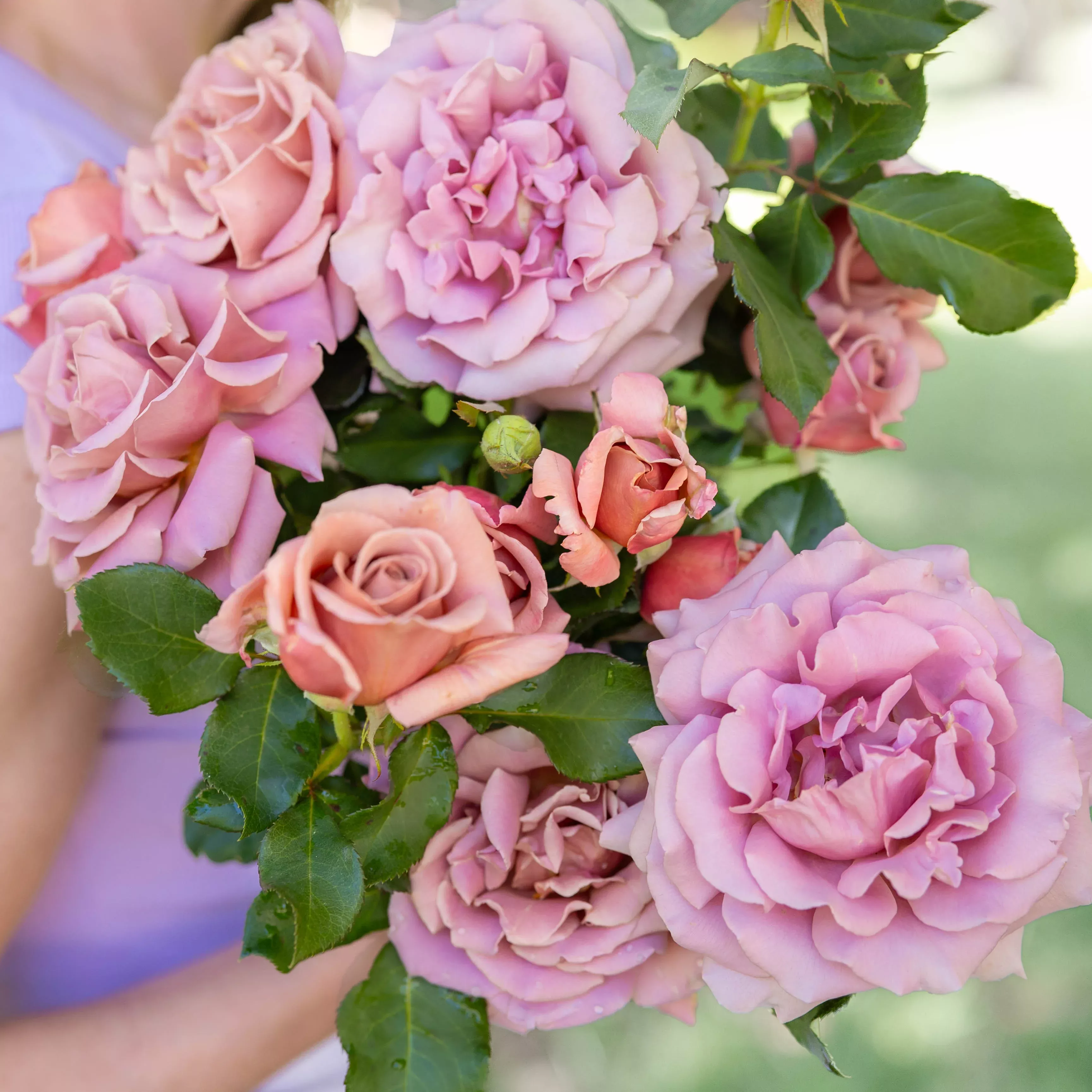 koko-loko-potted-tree-rose Koko Loko™ Potted Tree Rose