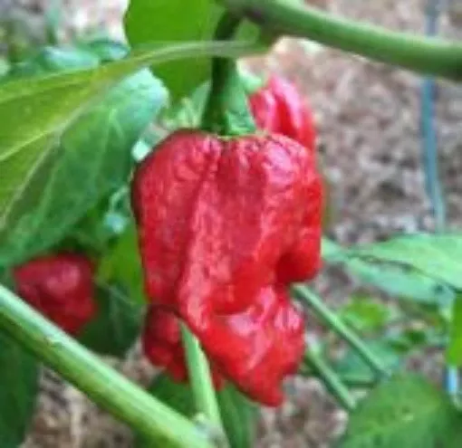 komodo-dragon-pepper-seeds Komodo Dragon Pepper Seeds