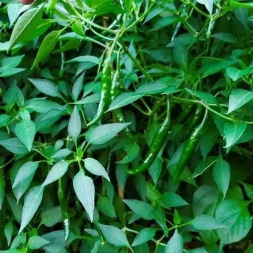 korean-dark-green-pepper-seeds Korean Dark Green Pepper Seeds