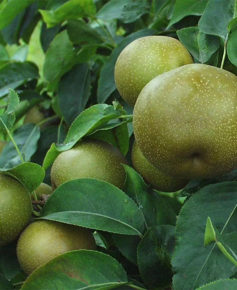 korean-giant-asian-pear Korean Giant Asian Pear