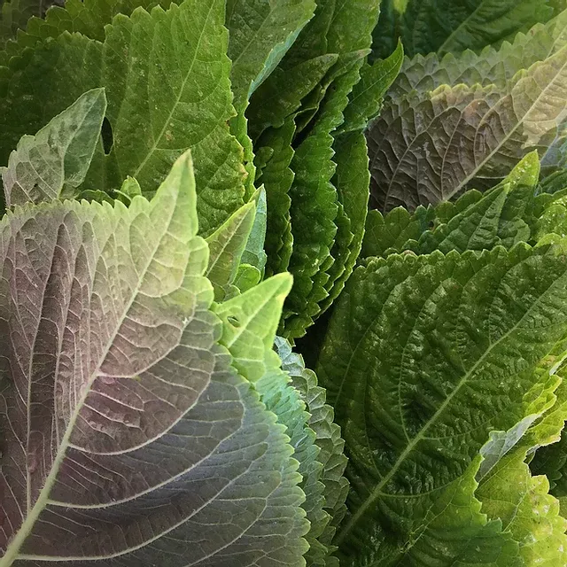 korean-perilla-shiso Korean Perilla (Shiso)