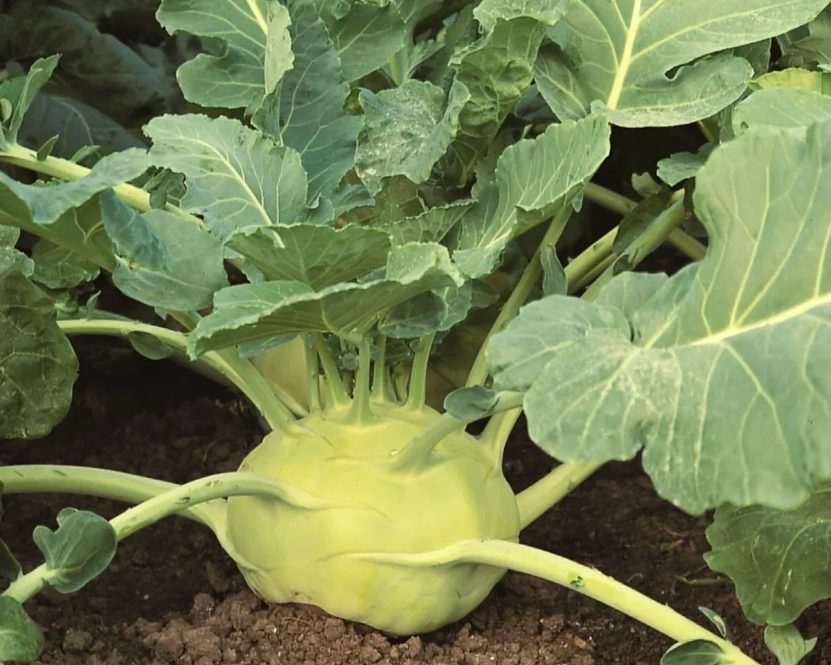 kossak-hybrid-kohlrabi-seeds Kossak Hybrid Kohlrabi Seeds