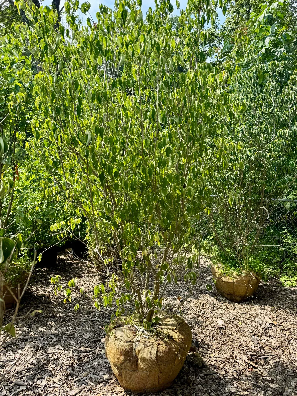 kousa-dogwood Kousa Dogwood