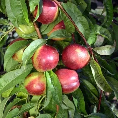 kreibich-nectarine Kreibich Nectarine