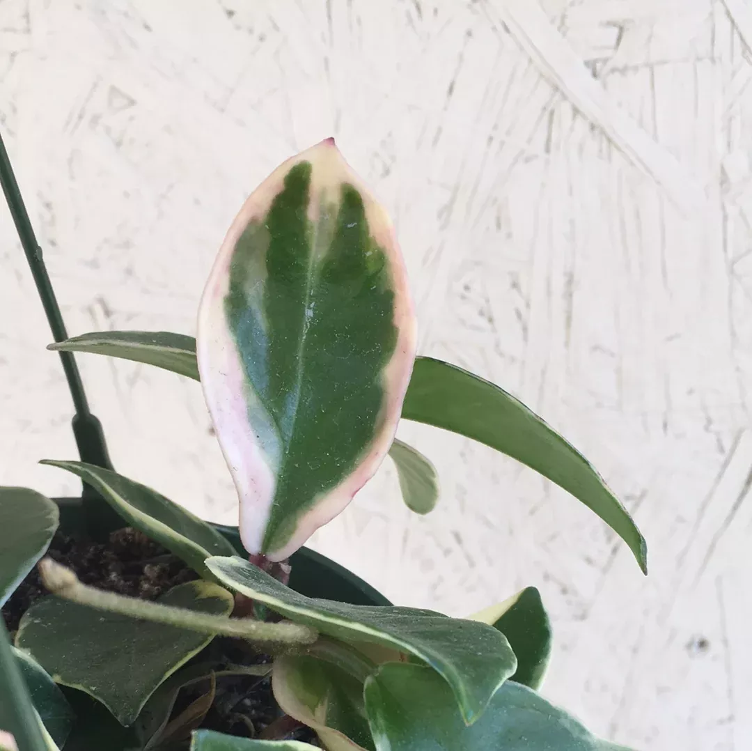 krimson-hoya-princess Krimson Hoya Princess