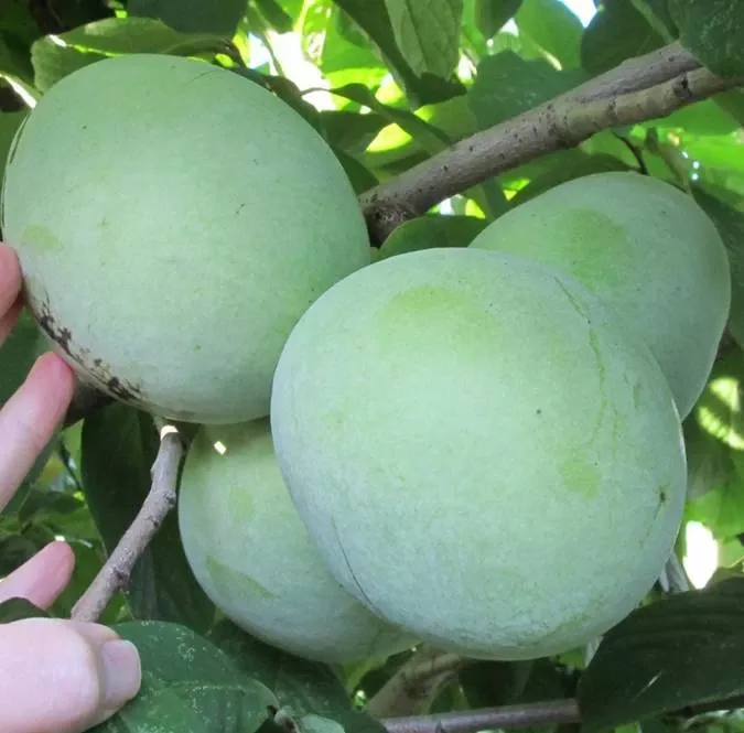 ksu-benson-paw-paw KSU Benson ™ Paw Paw