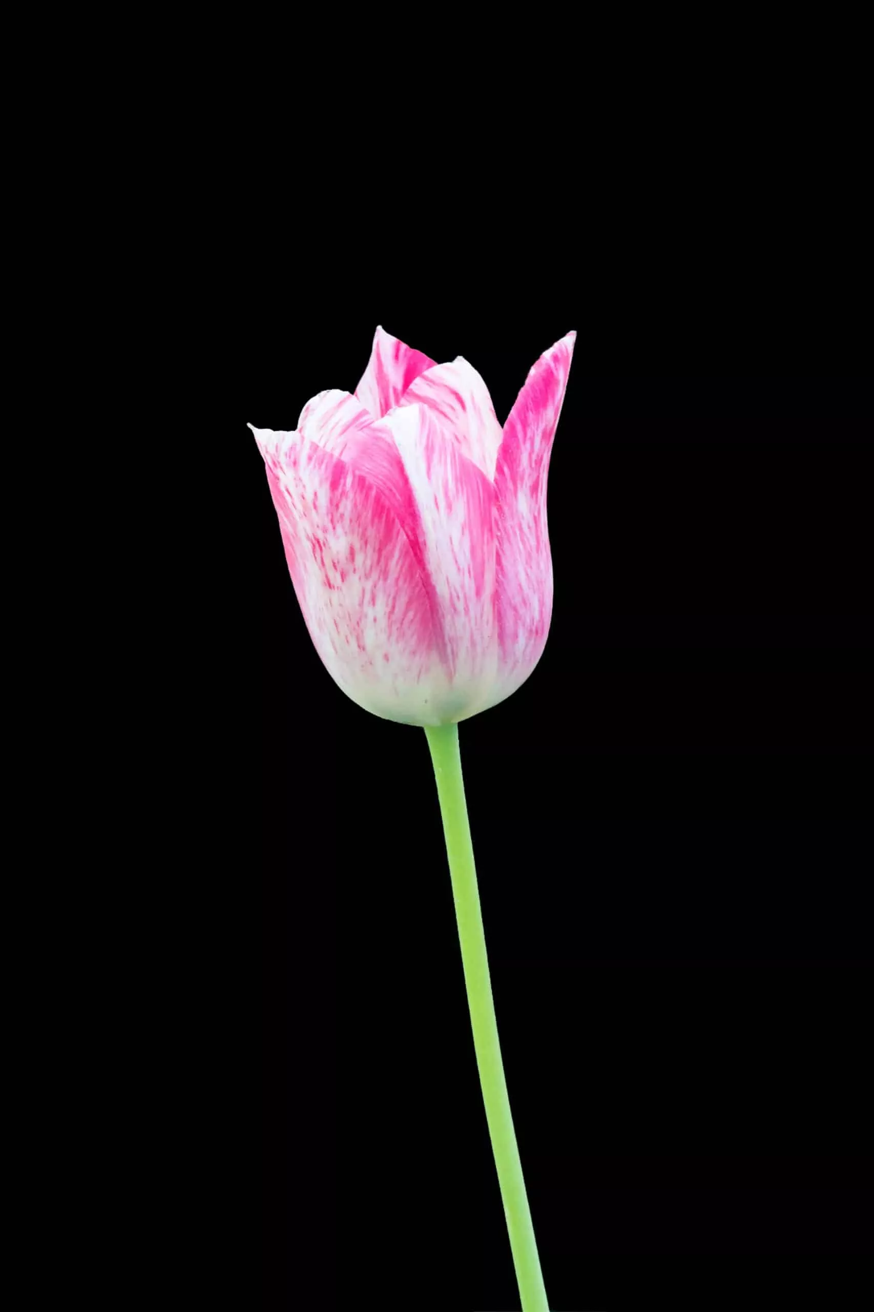kunyun-tulip-bulbs-pink-white-rembrandt-tulips-large-spring-blooming-darwin-hybr Kunyun Tulip Bulbs – Pink & White Rembrandt Tulips – Large Spring Blooming Darwin Hybrid Flowers to Turn Your Garden Into a Living Canvas (20 Bulbs)