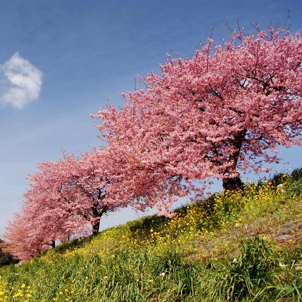 kwanzan-cherry-tree Kwanzan Cherry Tree