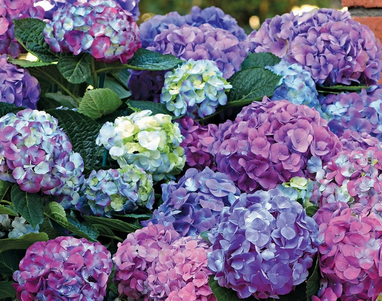 L.A. Dreamin Hydrangea