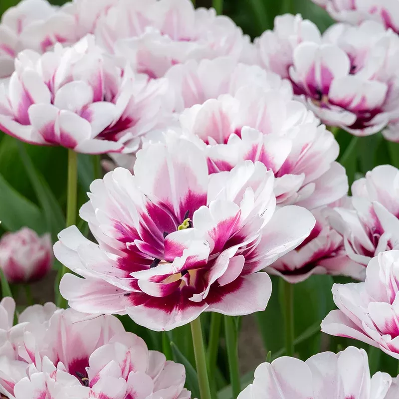 la-delicatesse-double-late-peony-tulip La Delicatesse Double Late Peony Tulip