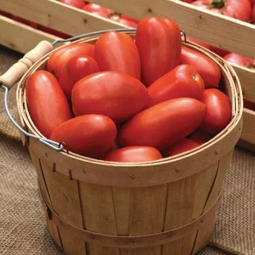 La Roma IV Hybrid Tomato