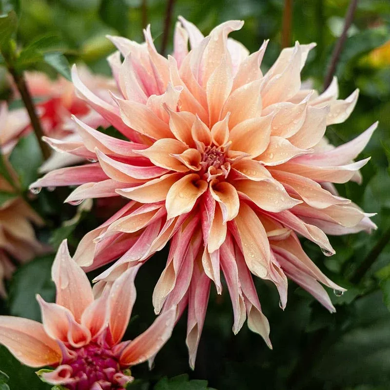 labyrinth-dinner-plate-dahlia Labyrinth Dinner Plate Dahlia