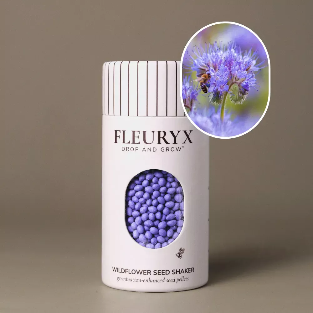 Lacy Phacelia (Phacelia tanacetifolia)