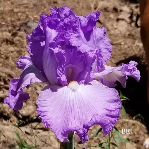 Lacy Sharmalay