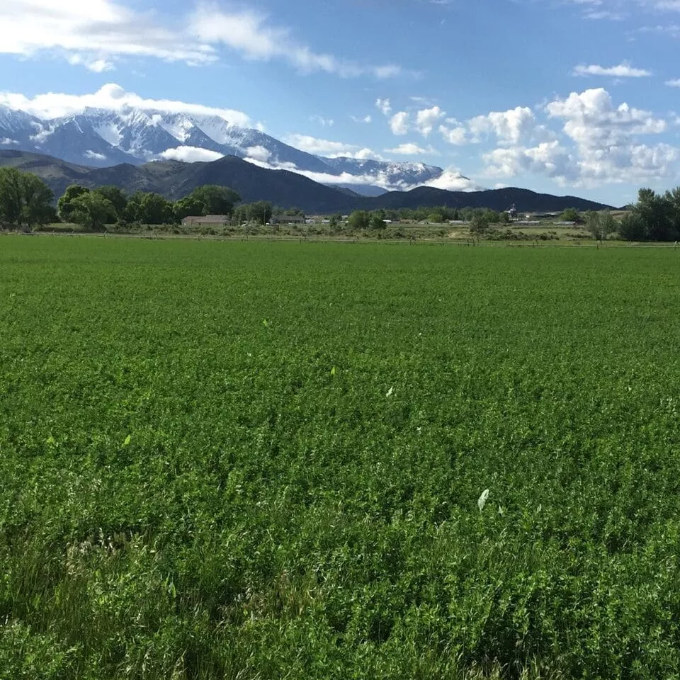 ladak-ii-alfalfa Ladak II Alfalfa