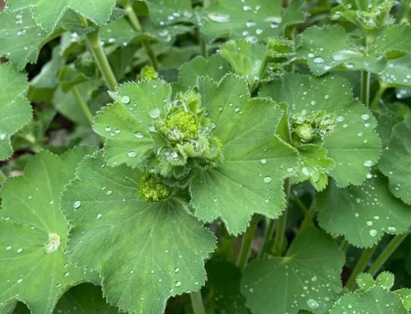 lady-s-mantle Lady’s Mantle