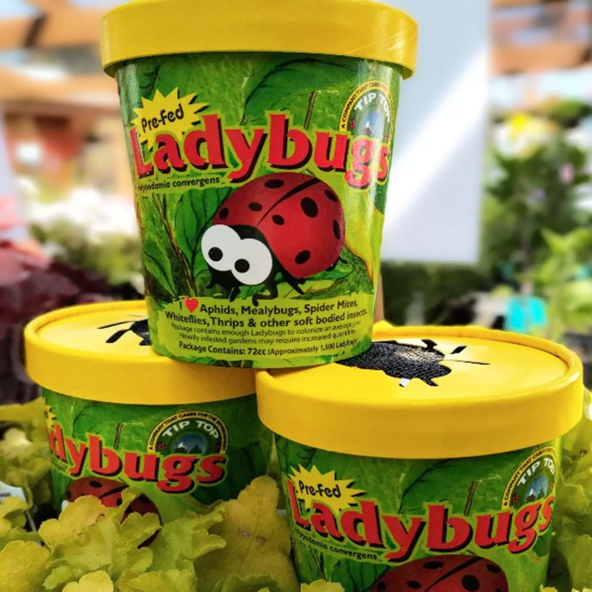 Ladybugs