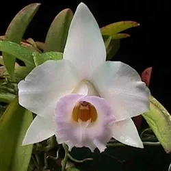 Laelia alaorii 'Haiku' (Mini Type), Blooming Size