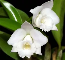 Laelia alaorii v. alba 'Maui' (Mini Type)