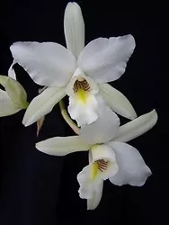 Laelia anceps v. alba