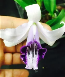 Laelia dayana v. coerulea, (mini type)
