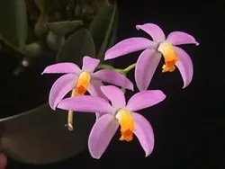 Laelia lucasiana, Full Pots!