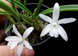 Laelia lundii v. alba 'Valley Isle'
