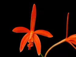laelia-milleri Laelia milleri