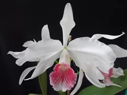 laelia-purpurata-v-carnea Laelia purpurata v. carnea
