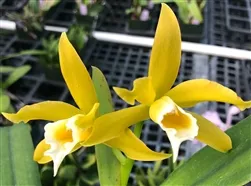 Laelia xanthina 'Golden Glow'
