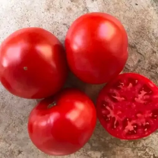 laguna-red-tomato-seeds Laguna Red Tomato Seeds