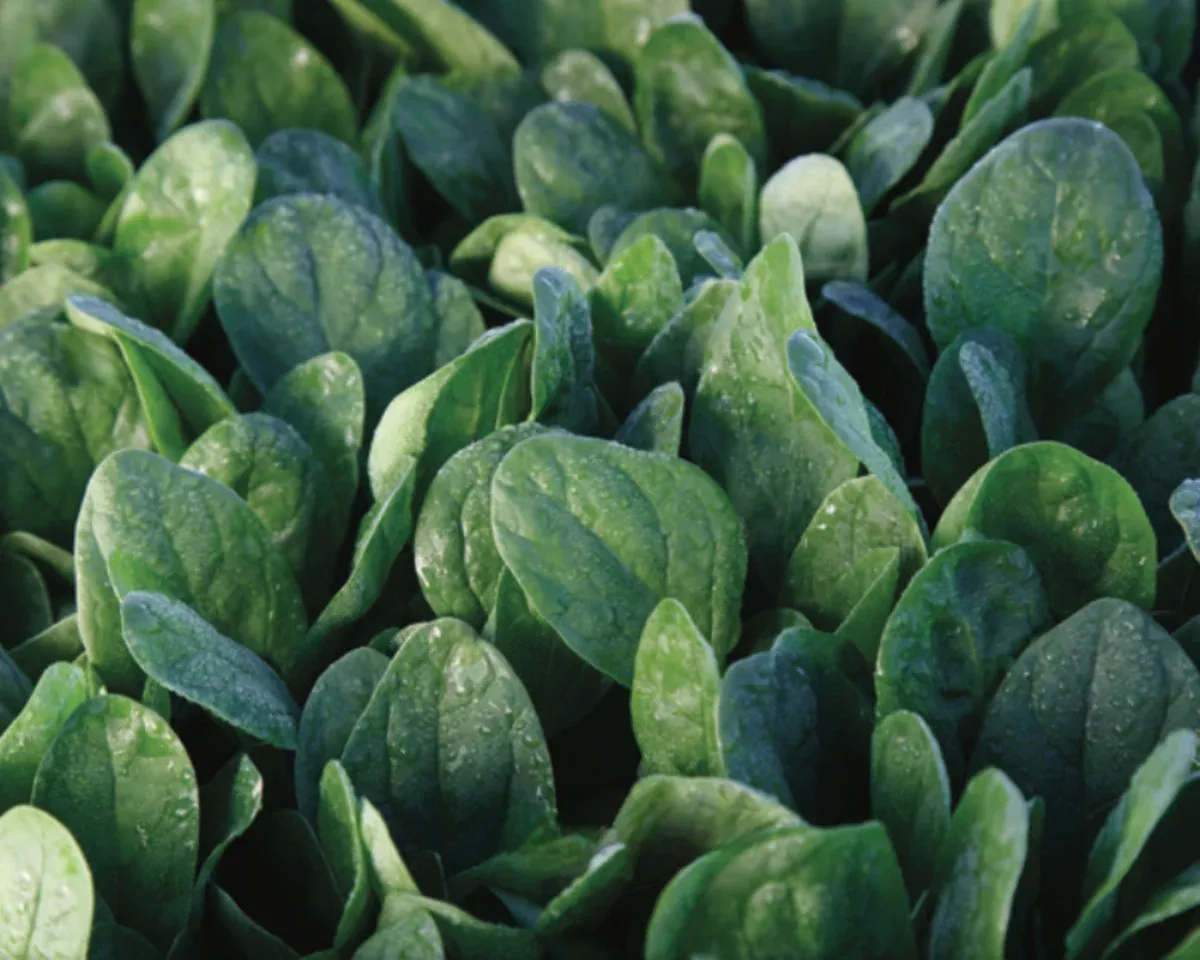 lakeside-hybrid-spinach-seeds Lakeside Hybrid Spinach Seeds