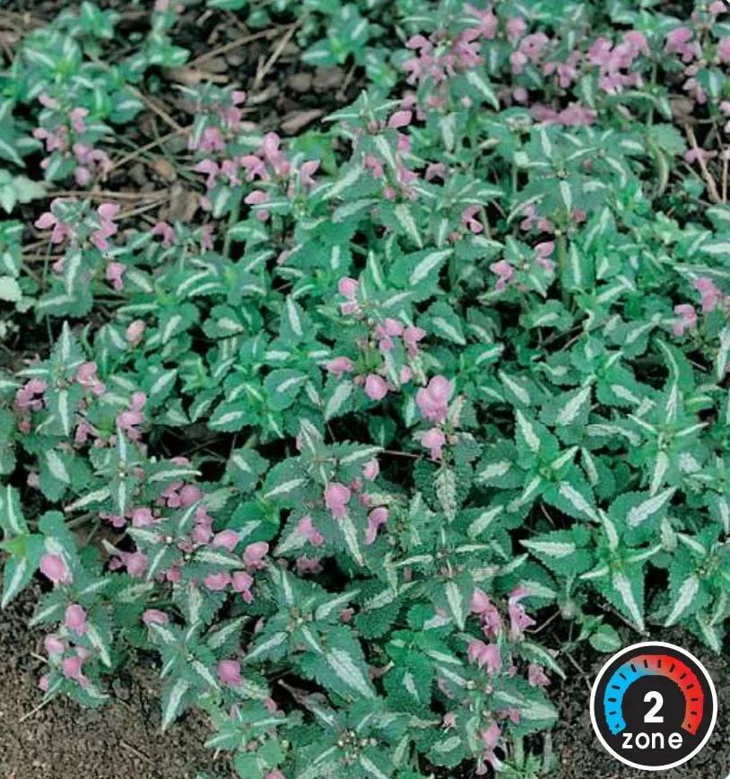lamium-chequers Lamium 'Chequers'