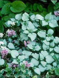 Lamium m. 'Beacon Silver' (10)ct Flat