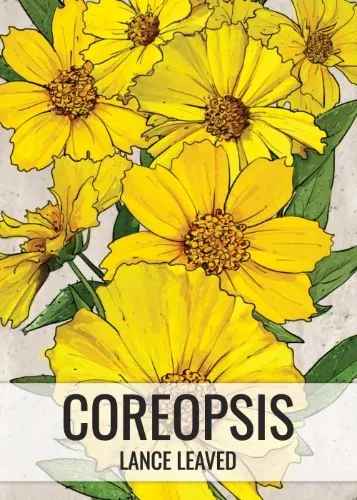 Lance Leaved Coreopsis Seeds For Planting (Coreopsis lanceolata)