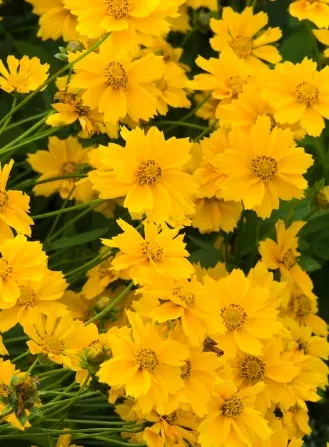 lanceleaf-coreopsis Lanceleaf Coreopsis
