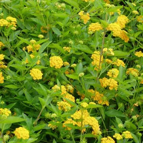 Lantana 'New Gold' - 3.5 inch Pots (Minimum Quantity: 25 Plants)