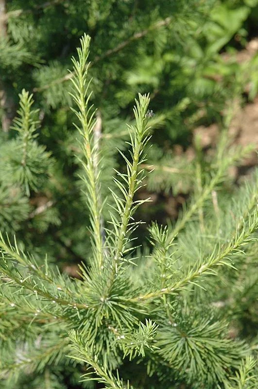 larch-oasis-siberian-5-gal-bl Larch:'Oasis Siberian' - 5 Gal (Bl)